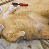 R.I.P. Sponge Bob, The Adorable Fat Cat 